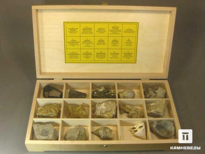Коллекция палеонтологических образцов, 102-7, фото 1