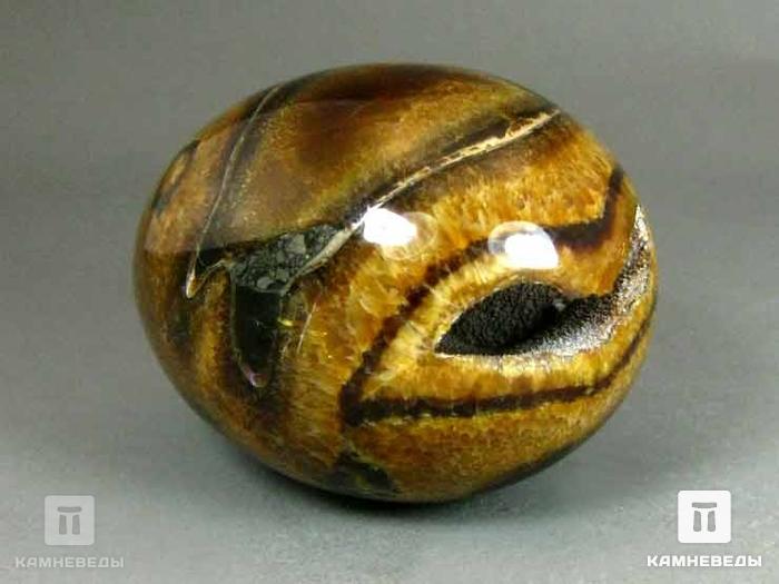 Яйцо из симбирцита с сегментом аммонита, 6,8х5 см, 22-47/2, фото 3
