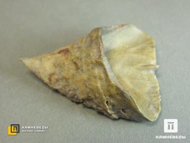 Кораллы. Коралл Calceola sandalina, одиночный