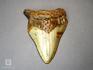 Зуб акулы Carcharocles megalodon, 7,7х6,2х1,7 см, 8-22/5, фото 2