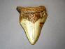 Зуб акулы Carcharocles megalodon, 7,7х6,2х1,7 см, 8-22/5, фото 1