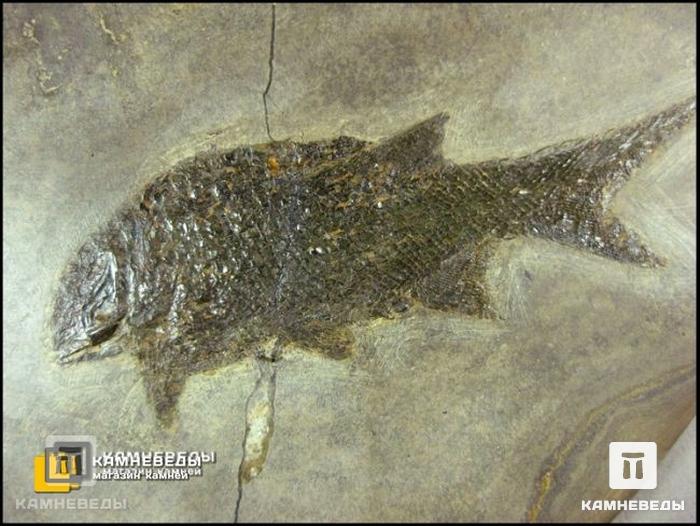Рыба Paramblitherus duvernoyi, 8-41/1, фото 2
