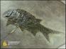 Рыба Paramblitherus duvernoyi, 8-41/1, фото 3
