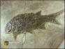 Рыба Paramblitherus duvernoyi, 8-41/1, фото 1