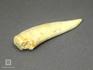Зуб саблезубой рыбы Enchodus libycus, 8-45/1, фото 4