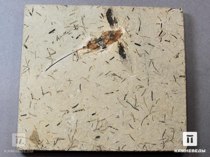 Отпечаток ископаемого насекомого, 8-38, фото 2