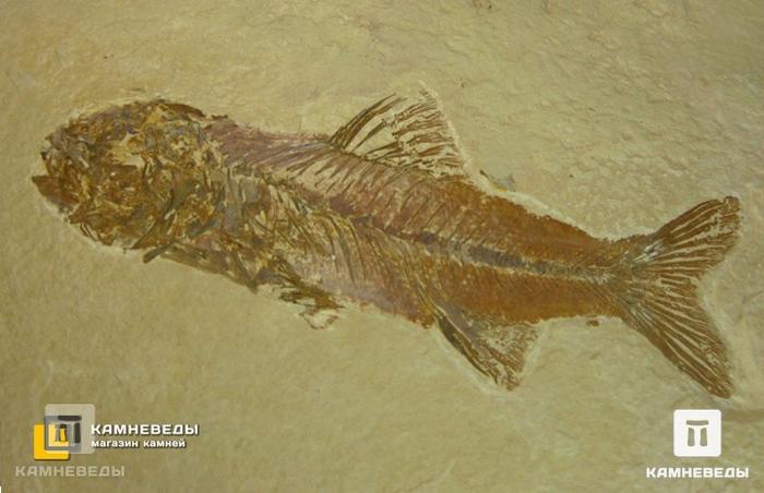 Рыба Amphiplaga brachyptera, 8-41/8, фото 2