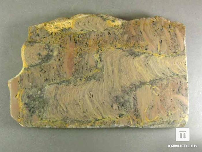 Строматолиты с Урала, 12х8х1,2 см, 11-65/7, фото 1
