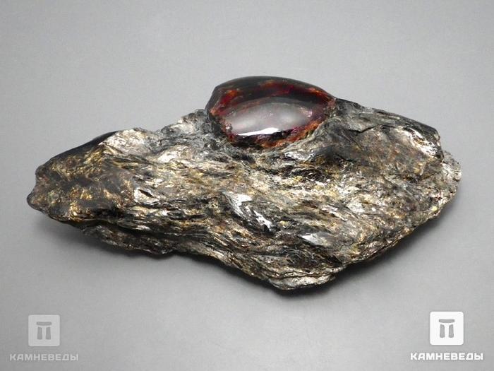 Гранат альмандин в метаморфическом сланце, 12,5х6,6х3,1 см, 10-297/12, фото 2