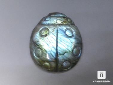 Лабрадор. Божья коровка из лабрадора