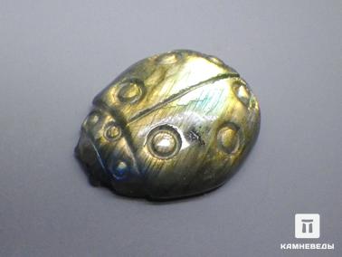 Лабрадор. Божья коровка из лабрадора