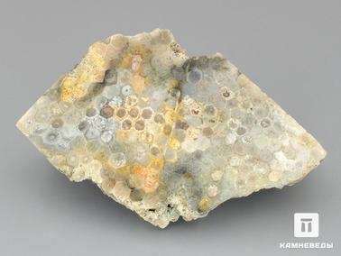 Кораллы. Ископаемый коралл (окаменелый), полировка