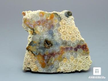 Кораллы. Ископаемый коралл (окаменелый), полировка