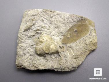 Морские пузыри (цистоитеи). Цистоидея (морской пузырь) на породе