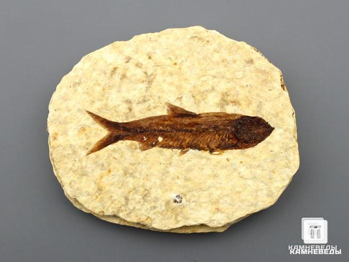 Рыба Knightia sp., 7х5х0,6 см, 8-41/20, фото 2