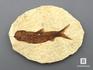 Рыба Knightia sp., 7х5х0,6 см, 8-41/20, фото 3