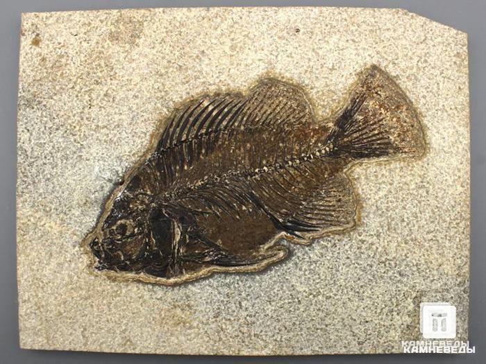Рыба Priscacara liops, 18х13,5х0,6 см, 8-41/23, фото 2