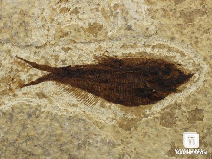 Рыбы Diplomystus & Knightia, 12х10х1,1 см, 8-41/24, фото 3