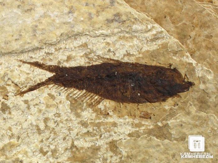 Рыбы Diplomystus & Knightia, 12х10х1,1 см, 8-41/24, фото 4