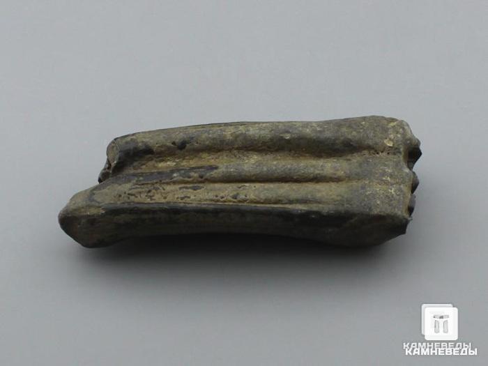 Зуб ископаемой лошади Equus sp., 7х2,6х1,7 см, 8-70, фото 2