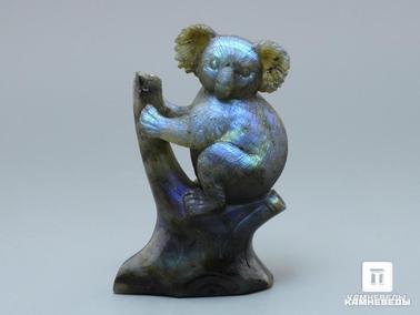 Лабрадор. Коала из лабрадора