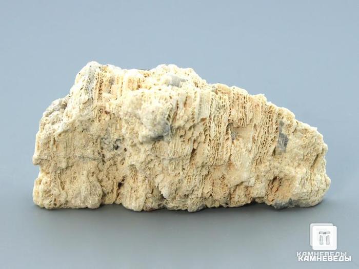Ископаемый коралл (окаменелый), полированный срез, 11-101/4, фото 3