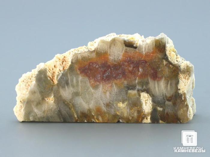 Ископаемый коралл (окаменелый), полированный срез, 11-101/4, фото 1