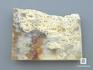 Ископаемый коралл (окаменелый), полированный срез, 11-101/5, фото 2