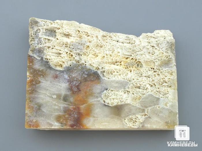 Ископаемый коралл (окаменелый), полированный срез, 11-101/5, фото 3
