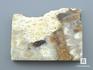 Ископаемый коралл (окаменелый), полированный срез, 11-101/5, фото 1
