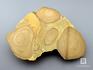 Строматолиты из Орловской области, полированный срез 12,8х12,5х2,9 см, 11-65/13, фото 2
