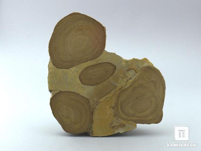 Строматолиты из Орловской области, полированный срез 12,8х12,5х2,9 см, 11-65/13, фото 1