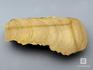 Строматолиты из Орловской области, полированный срез 15,5х8,2х2,5 см, 11-65/14, фото 2