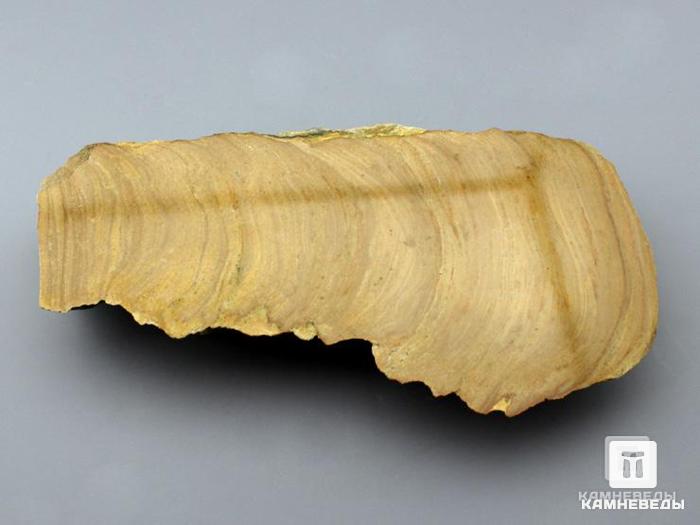 Строматолиты из Орловской области, полированный срез 15,5х8,2х2,5 см, 11-65/14, фото 2