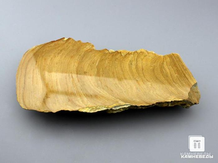 Строматолиты из Орловской области, полированный срез 15,5х8,2х2,5 см, 11-65/14, фото 3