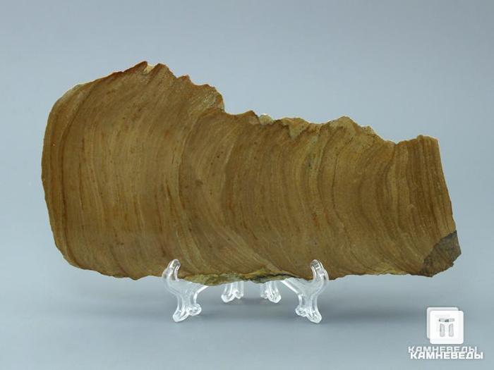 Строматолиты из Орловской области, полированный срез 15,5х8,2х2,5 см, 11-65/14, фото 1