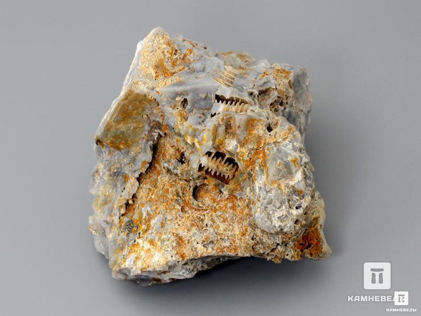 Стебли морских лилий (лат. Crinoidea) в породе, 11,5х8,5 см, 8-49/7, фото 2