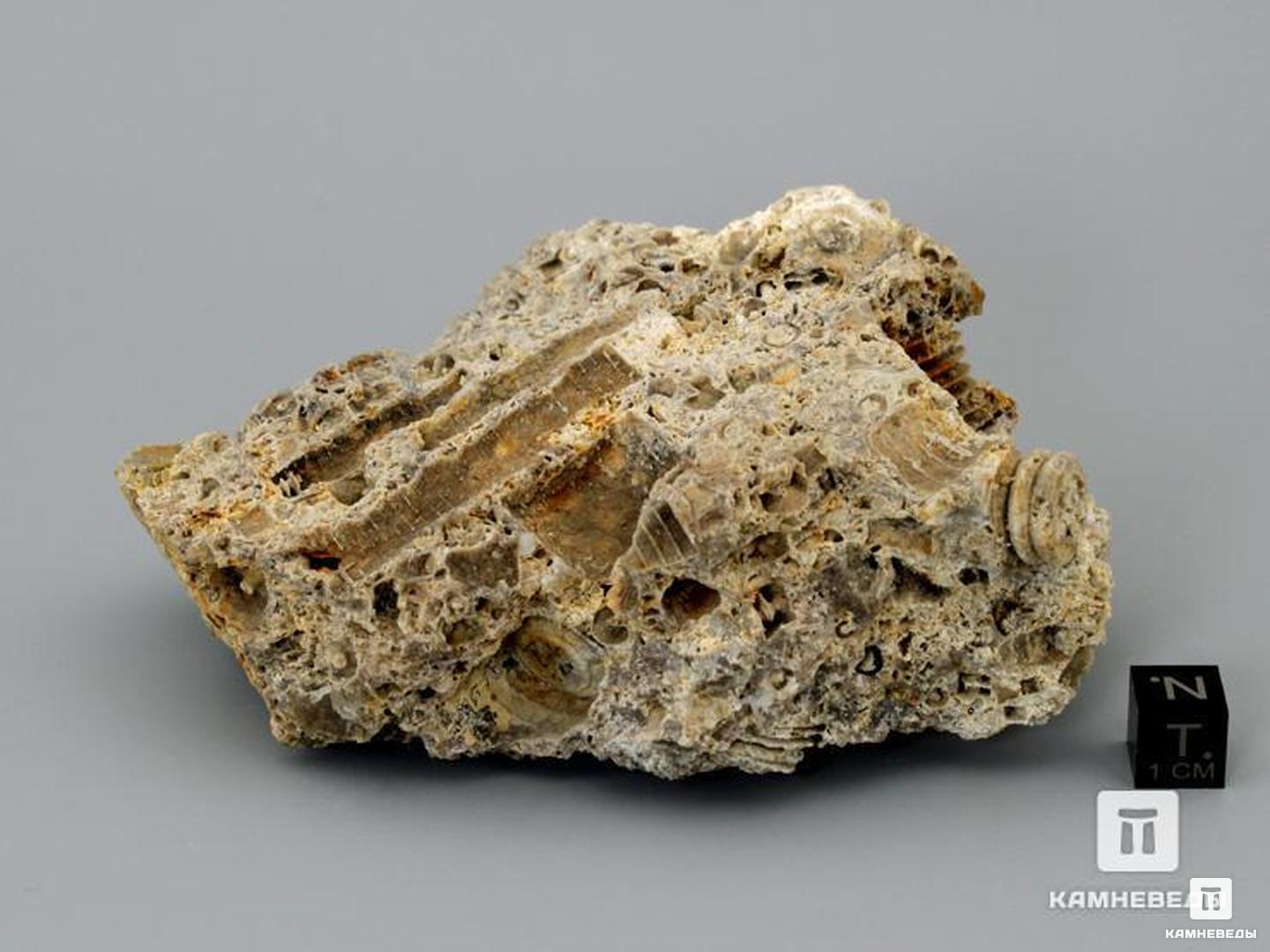 Стебли морских лилий (лат. Crinoidea) в породе, 10-11 см, 8-49/10, фото 2