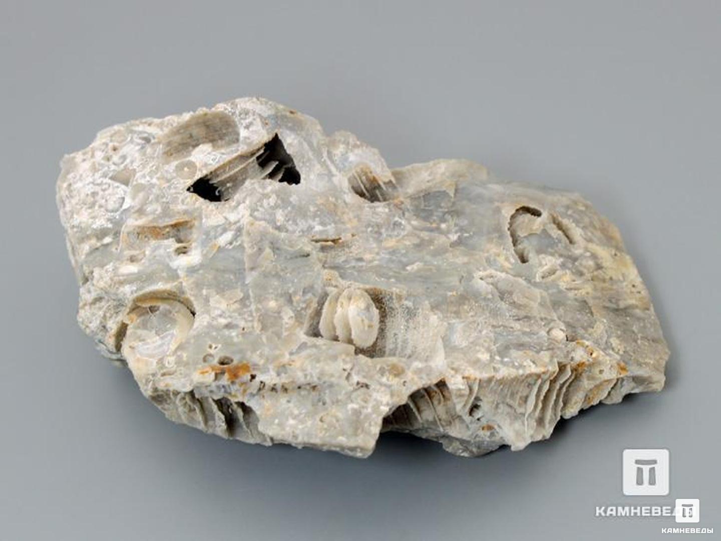Стебли морских лилий (лат. Crinoidea) в породе, 9,5х5,5 см, 8-49/11, фото 2