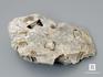 Стебли морских лилий (лат. Crinoidea) в породе, 9,5х5,5 см, 8-49/11, фото 2