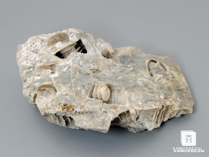 Стебли морских лилий (лат. Crinoidea) в породе, 9,5х5,5 см, 8-49/11, фото 2