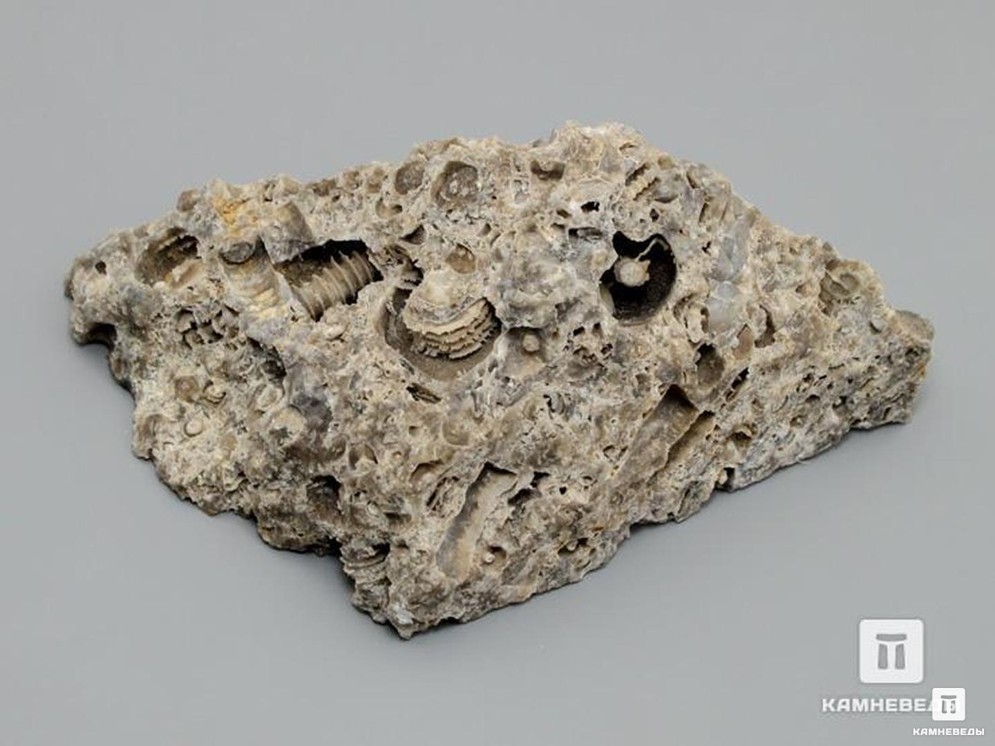Стебли морских лилий (лат. Crinoidea) в породе, 9,5х5,5 см, 8-49/11, фото 3