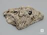 Стебли морских лилий (лат. Crinoidea) в породе, 9,5х5,5 см, 8-49/11, фото 3