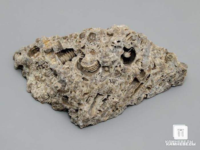 Стебли морских лилий (лат. Crinoidea) в породе, 9,5х5,5 см, 8-49/11, фото 3