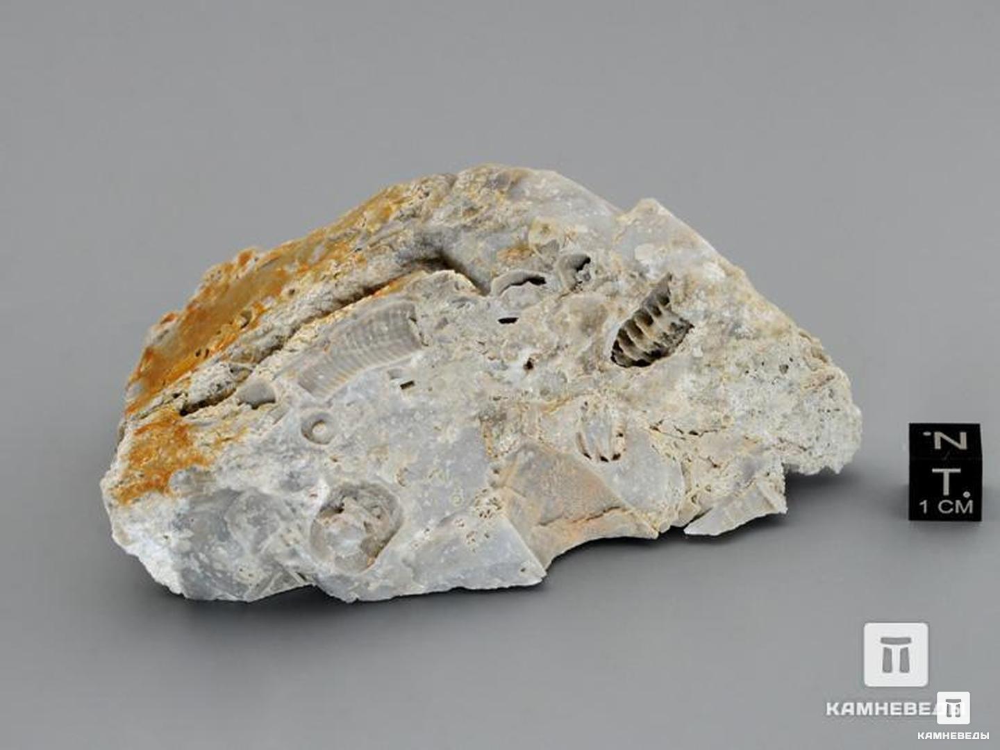 Стебли морских лилий (лат. Crinoidea) в породе, 9,5х5,5 см, 8-49/11, фото 4
