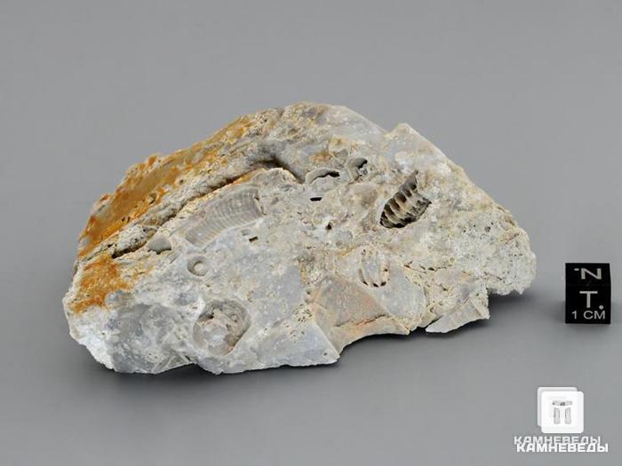 Стебли морских лилий (лат. Crinoidea) в породе, 9,5х5,5 см, 8-49/11, фото 4