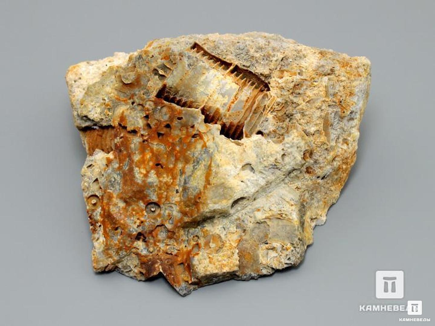 Стебли морских лилий (лат. Crinoidea) в породе, 6-7,5 см, 8-49/12, фото 2