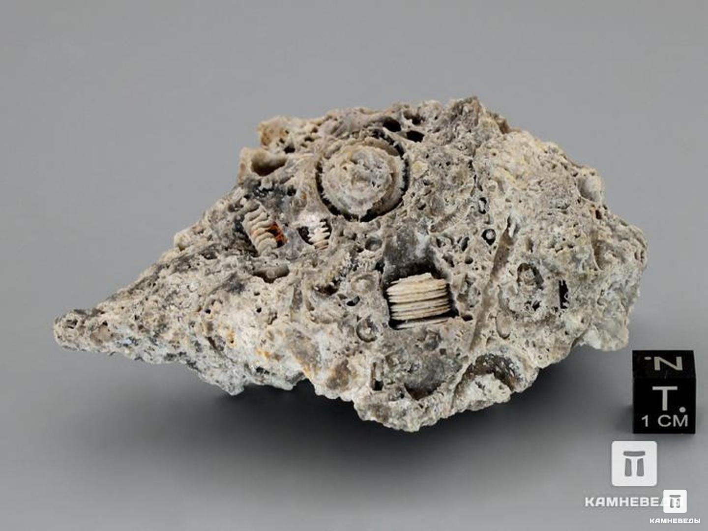 Стебли морских лилий (лат. Crinoidea) в породе, 6-7,5 см, 8-49/12, фото 3