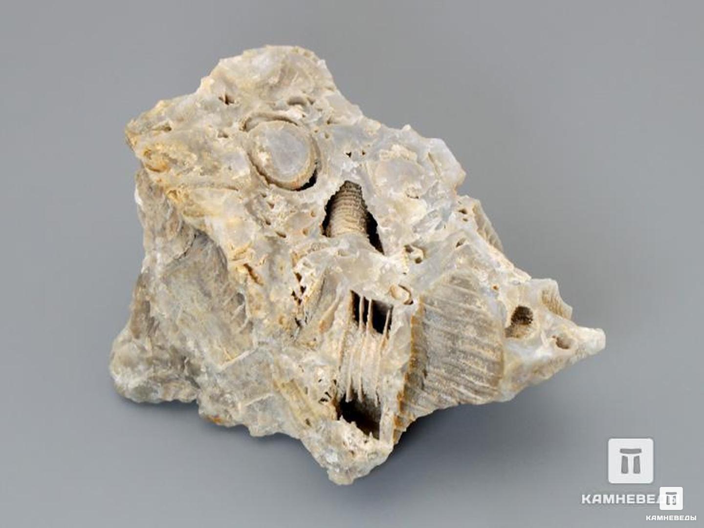 Стебли морских лилий (лат. Crinoidea) в породе, 6,5х5 см, 8-49/13, фото 2