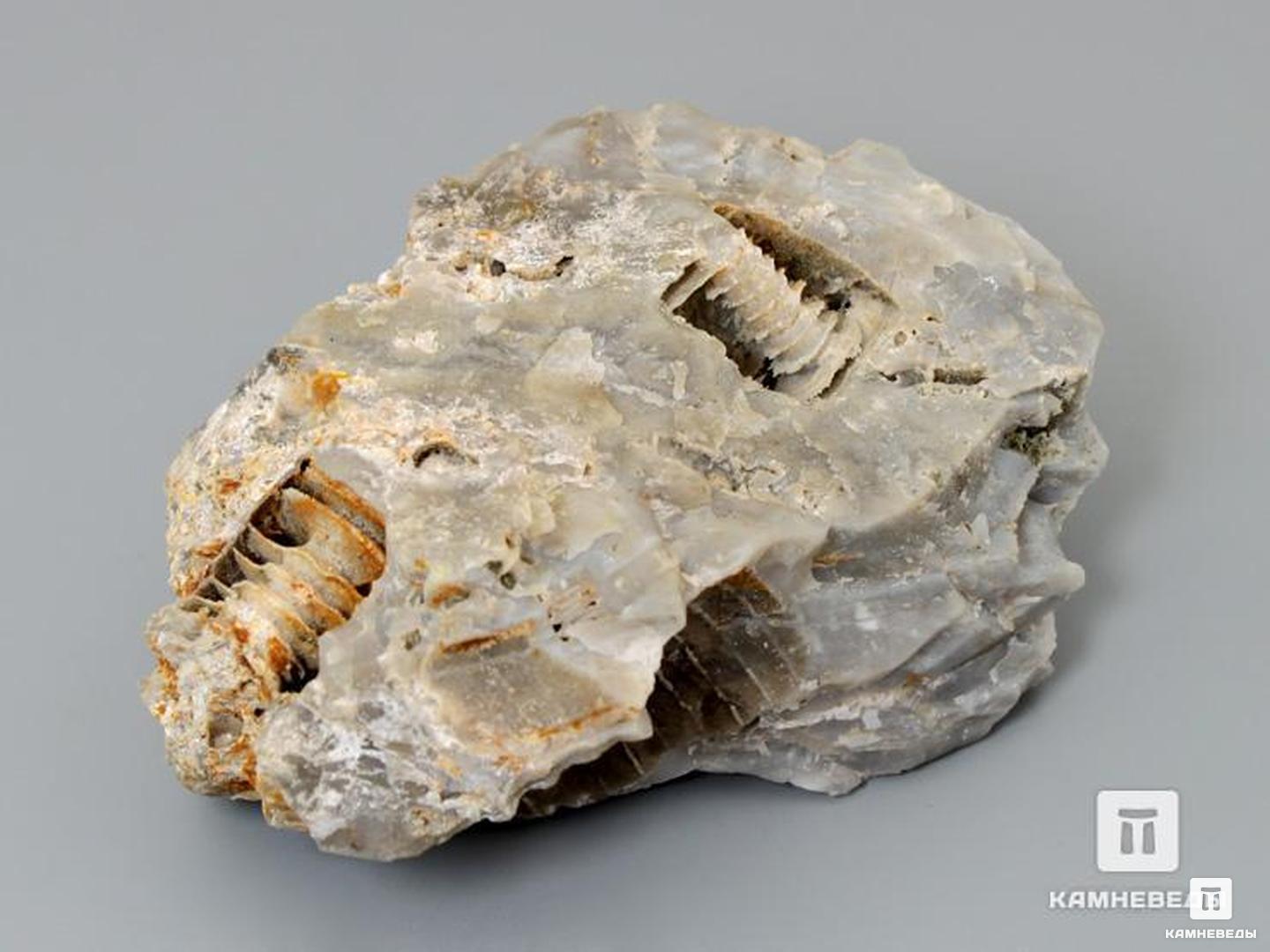 Стебли морских лилий (лат. Crinoidea) в породе, 6,5х5 см, 8-49/13, фото 1